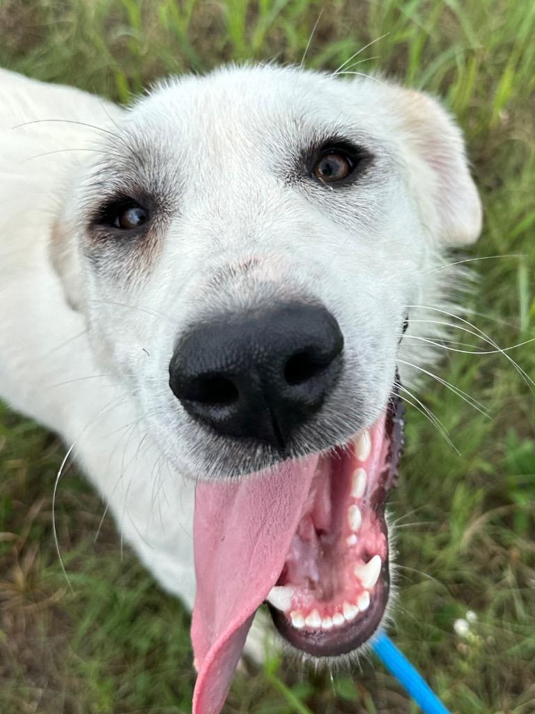 Enlarge Independence aka Indie, a Adoptable Great Pyrenees in Newcastle, OK image 6/6