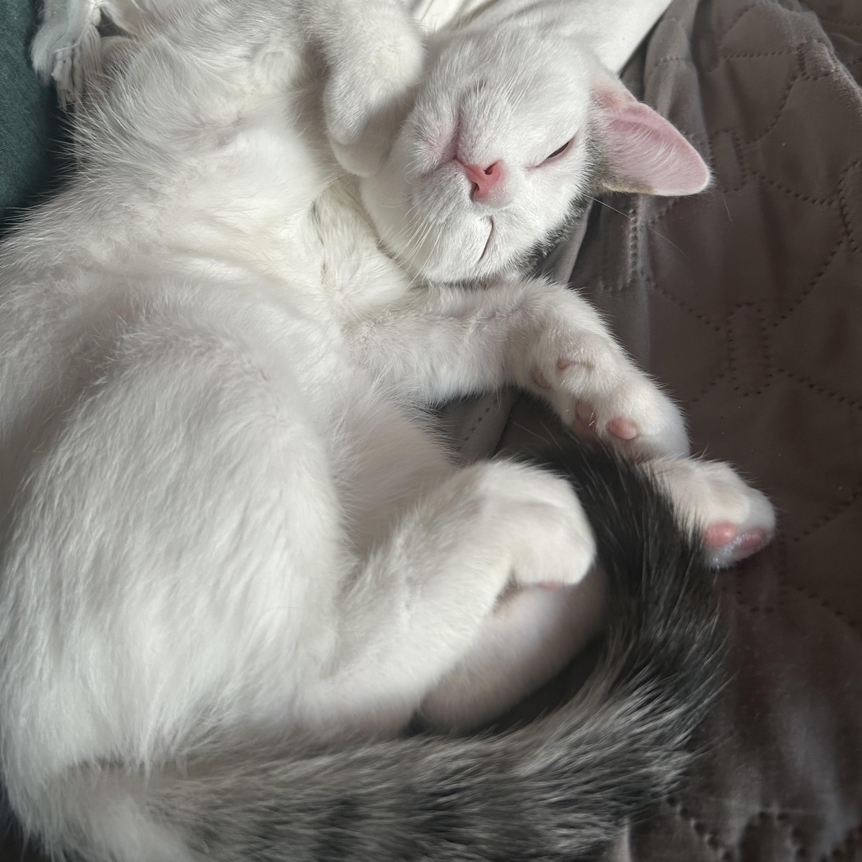 Cosmo (with Kramer), a Adoptable Domestic Short Hair in Roslyn Heights, NY image 1/4