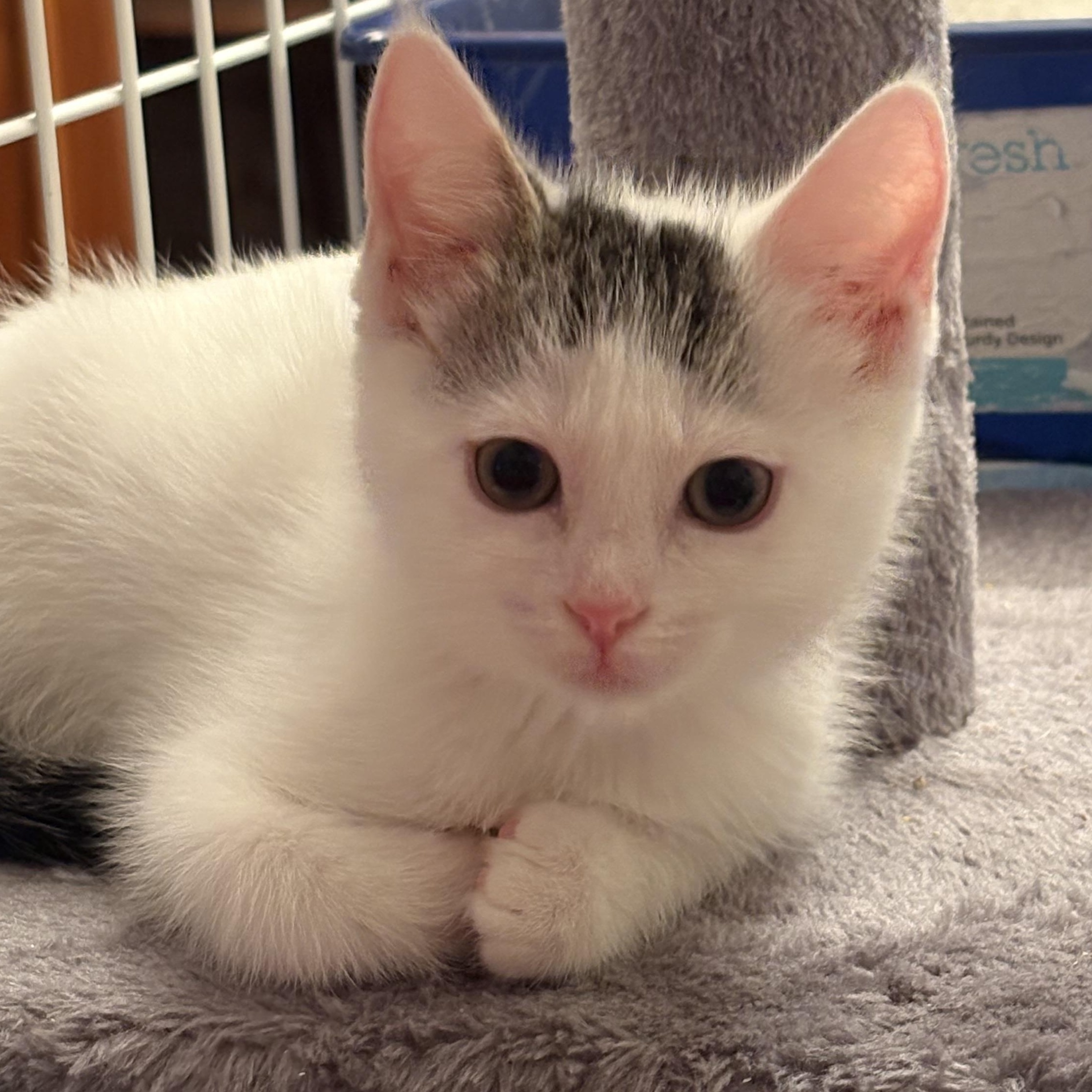 Cosmo (with Kramer), a Adoptable Domestic Short Hair in Roslyn Heights, NY image 4/4