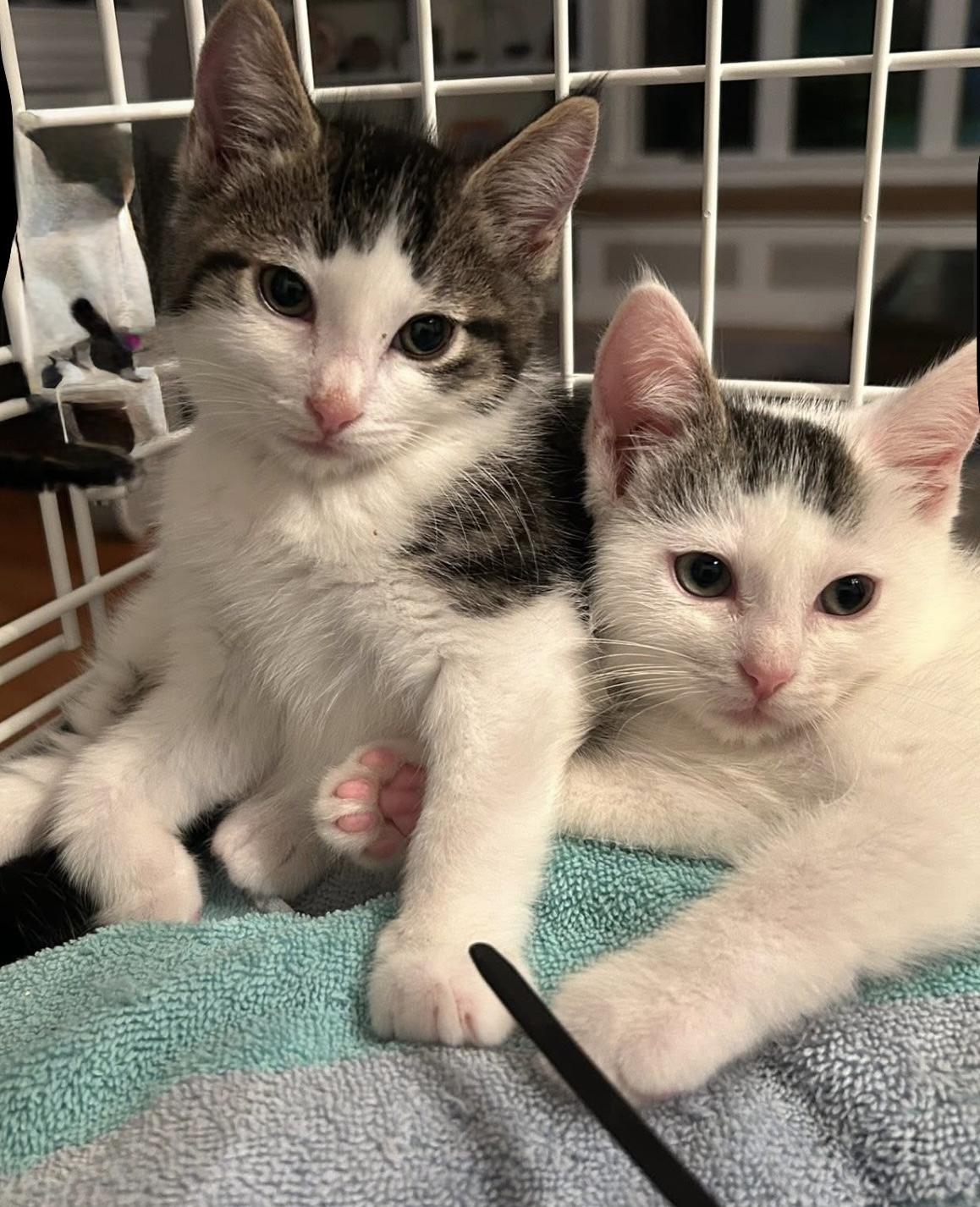 Cosmo (with Kramer), Adoptable, Kitten Male Domestic Short Hair.