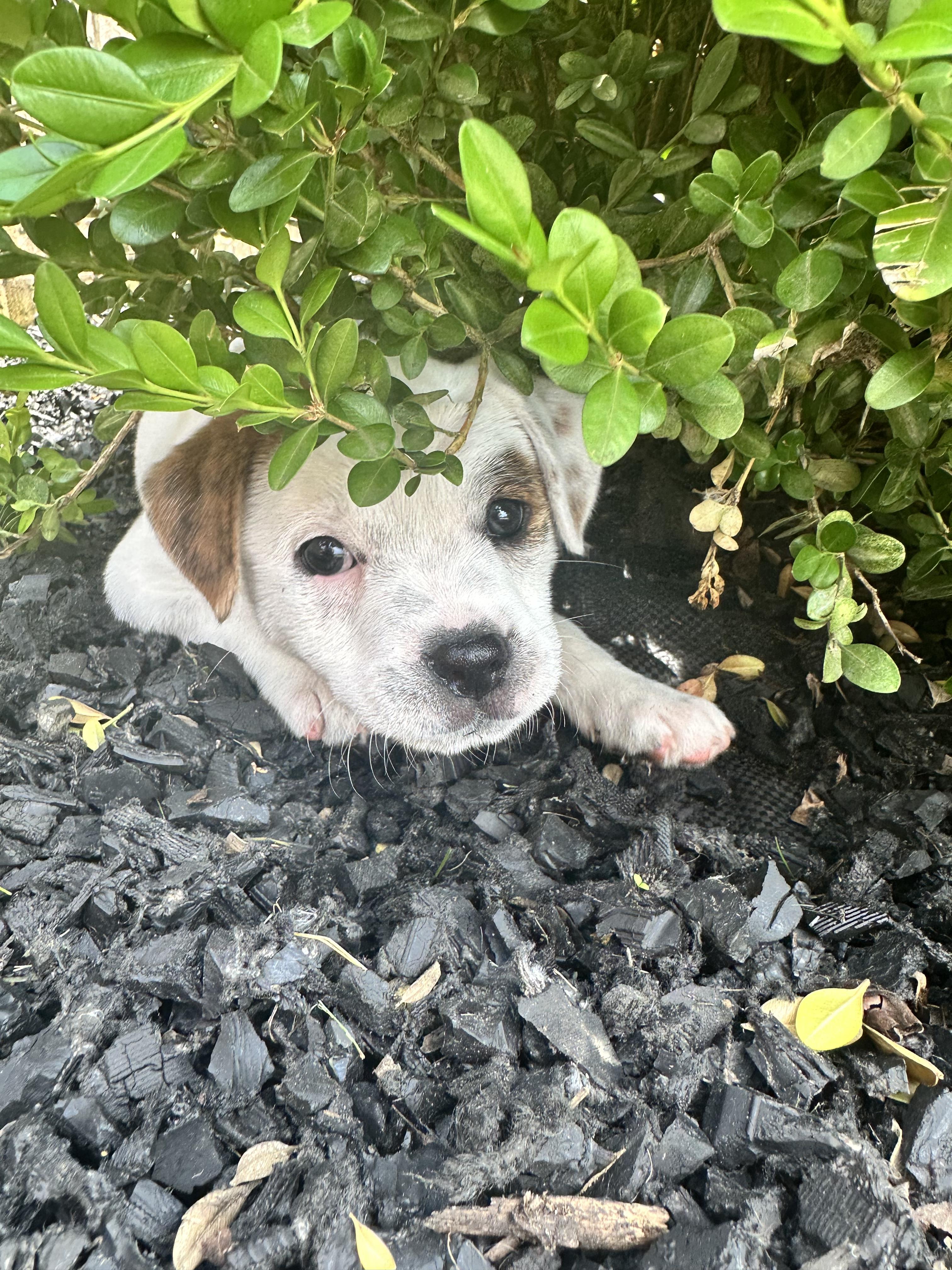 Daisy Mae, Baby Female unknown