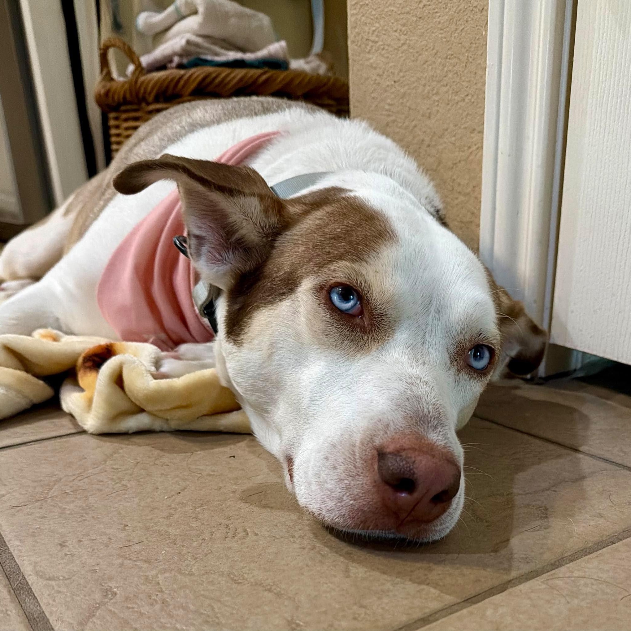 Mocha, Adoptable, Adult Female American Staffordshire Terrier & Husky.