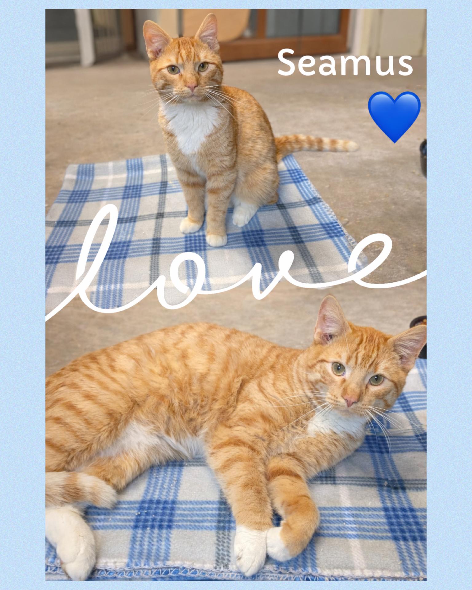 Enlarge Seamus, an adopted mixed breed in Fort Worth, TX image 1/1