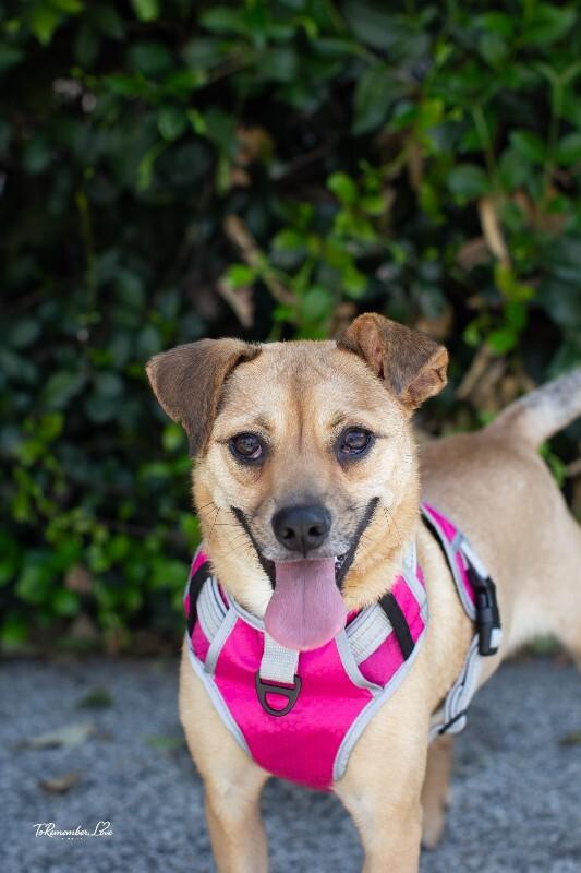 Enlarge Millie, a Adoptable mixed breed in Valley Village, CA image 1/6