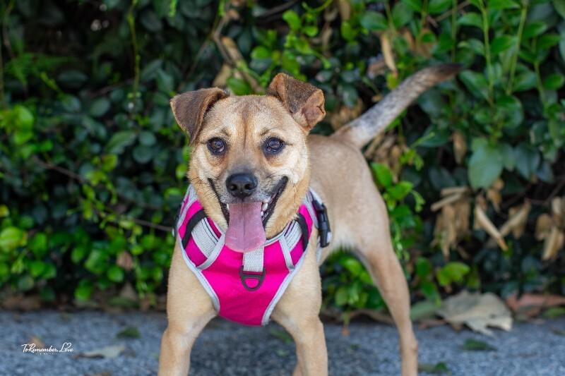 Enlarge Millie, a Adoptable mixed breed in Valley Village, CA image 2/6