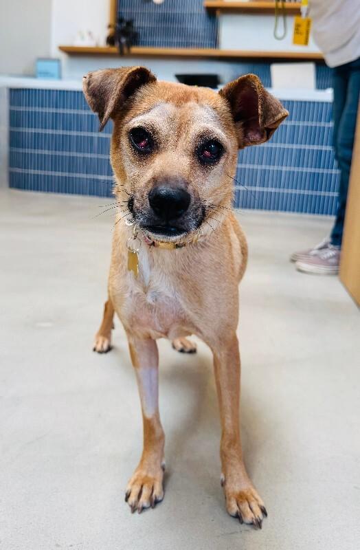Millie, Adoptable, Adult Female Chihuahua & Mixed Breed.