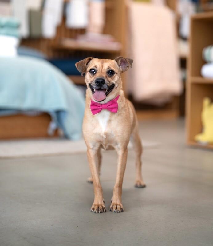 Enlarge Millie, a Adoptable mixed breed in Valley Village, CA image 2/6