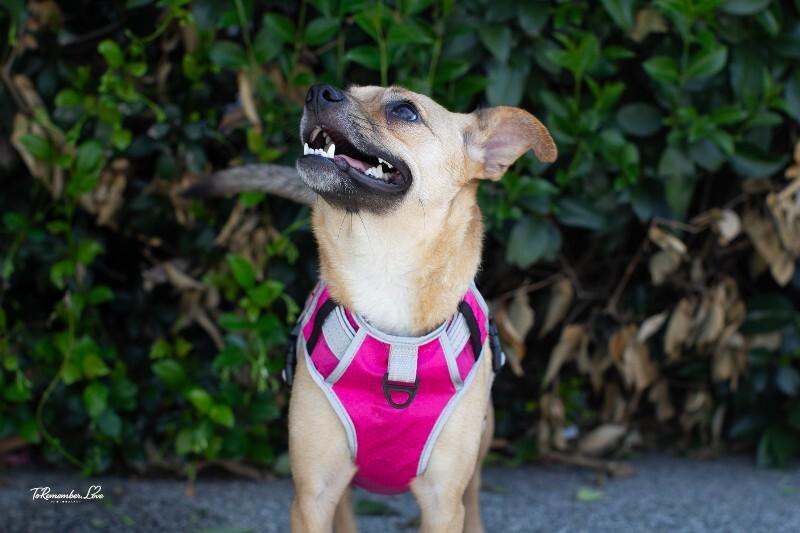 Enlarge Millie, a Adoptable mixed breed in Valley Village, CA image 3/6