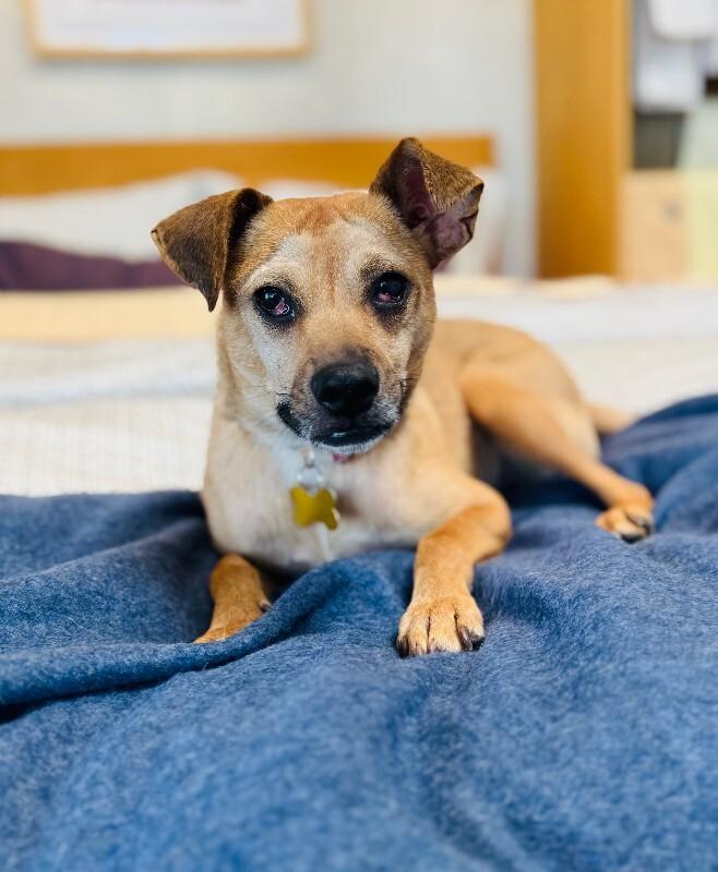 Enlarge Millie, a Adoptable mixed breed in Valley Village, CA image 2/4