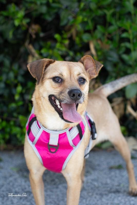 Enlarge Millie, a Adoptable mixed breed in Valley Village, CA image 4/6