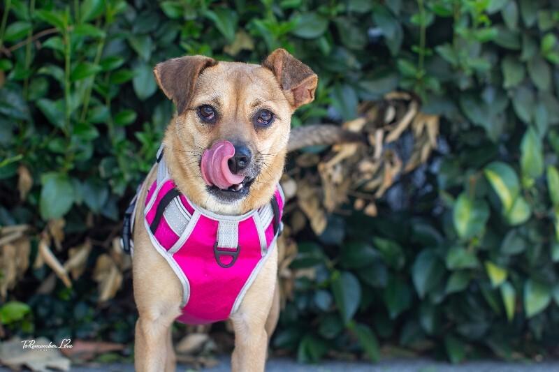 Enlarge Millie, a Adoptable mixed breed in Valley Village, CA image 5/6