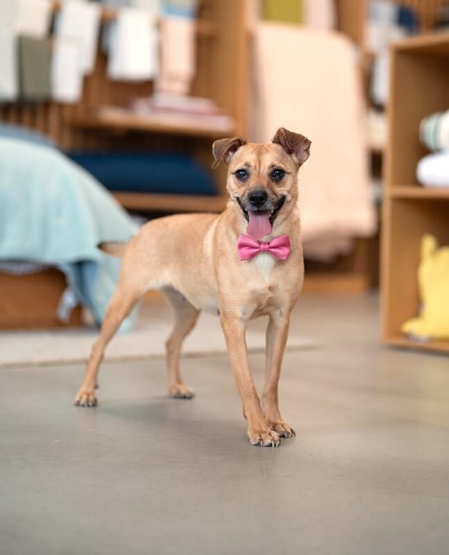 Enlarge Millie, a Adoptable mixed breed in Valley Village, CA image 5/6