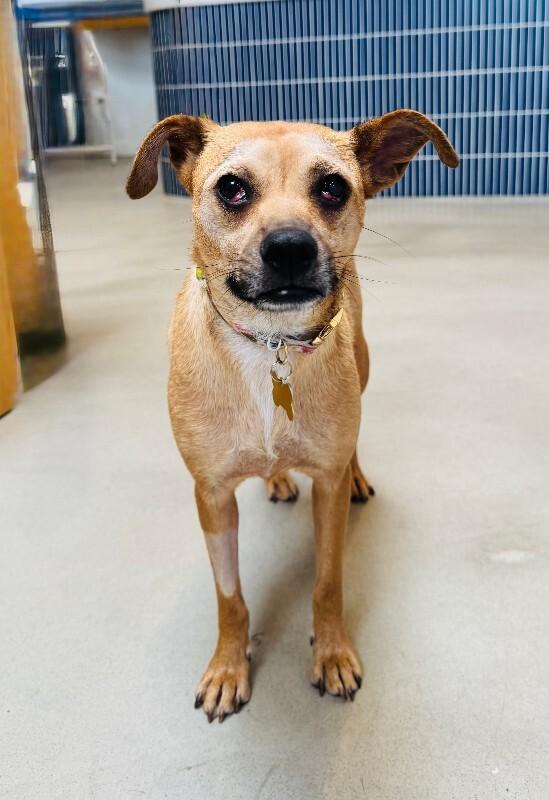 Enlarge Millie, a Adoptable mixed breed in Valley Village, CA image 4/4