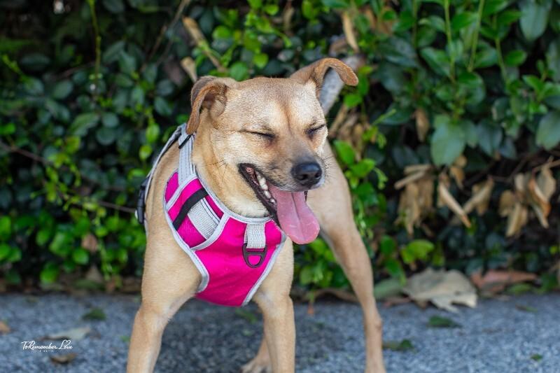 Enlarge Millie, a Adoptable mixed breed in Valley Village, CA image 6/6