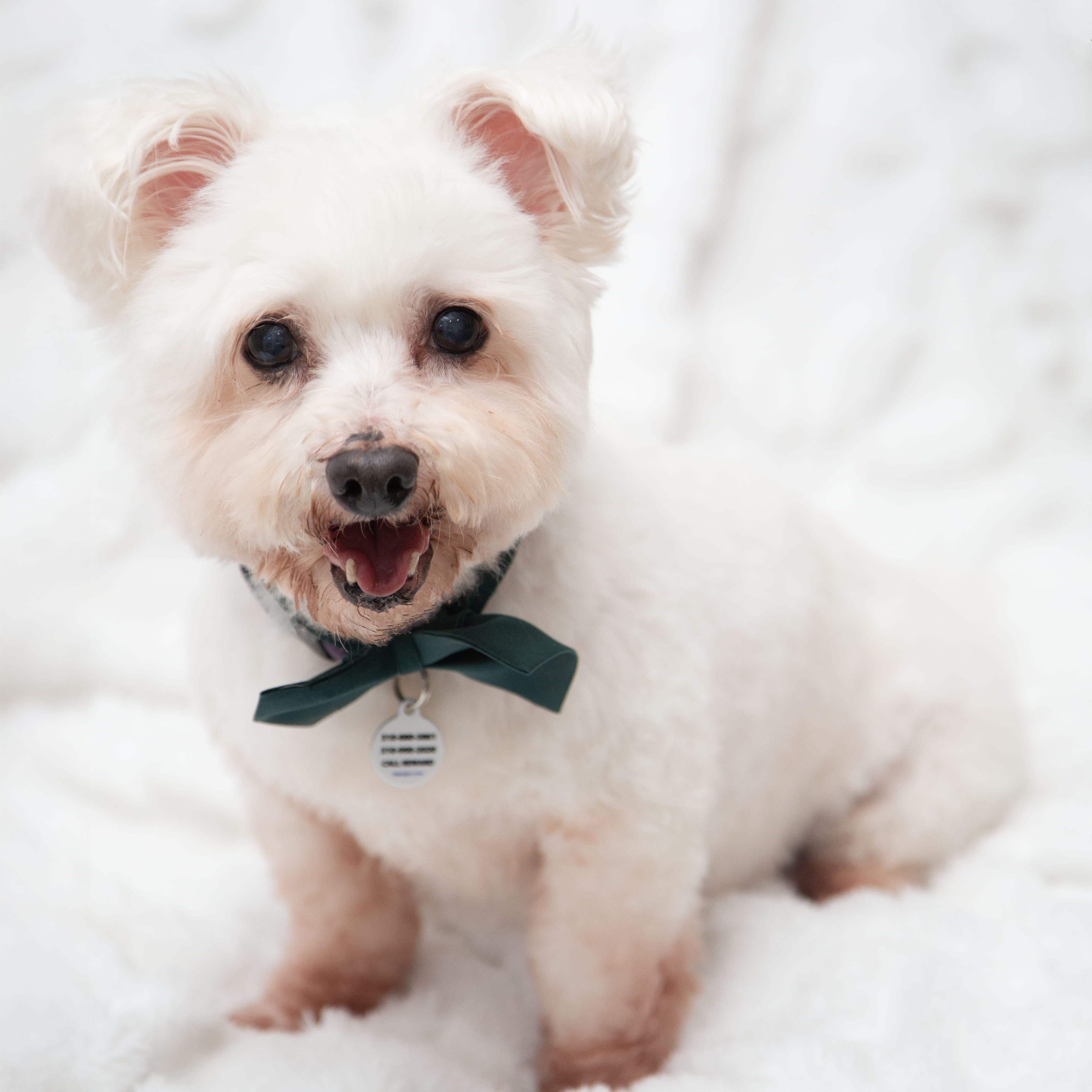 Toto, a ADOPTABLE mixed breed in Santa Monica, CA image 3/4