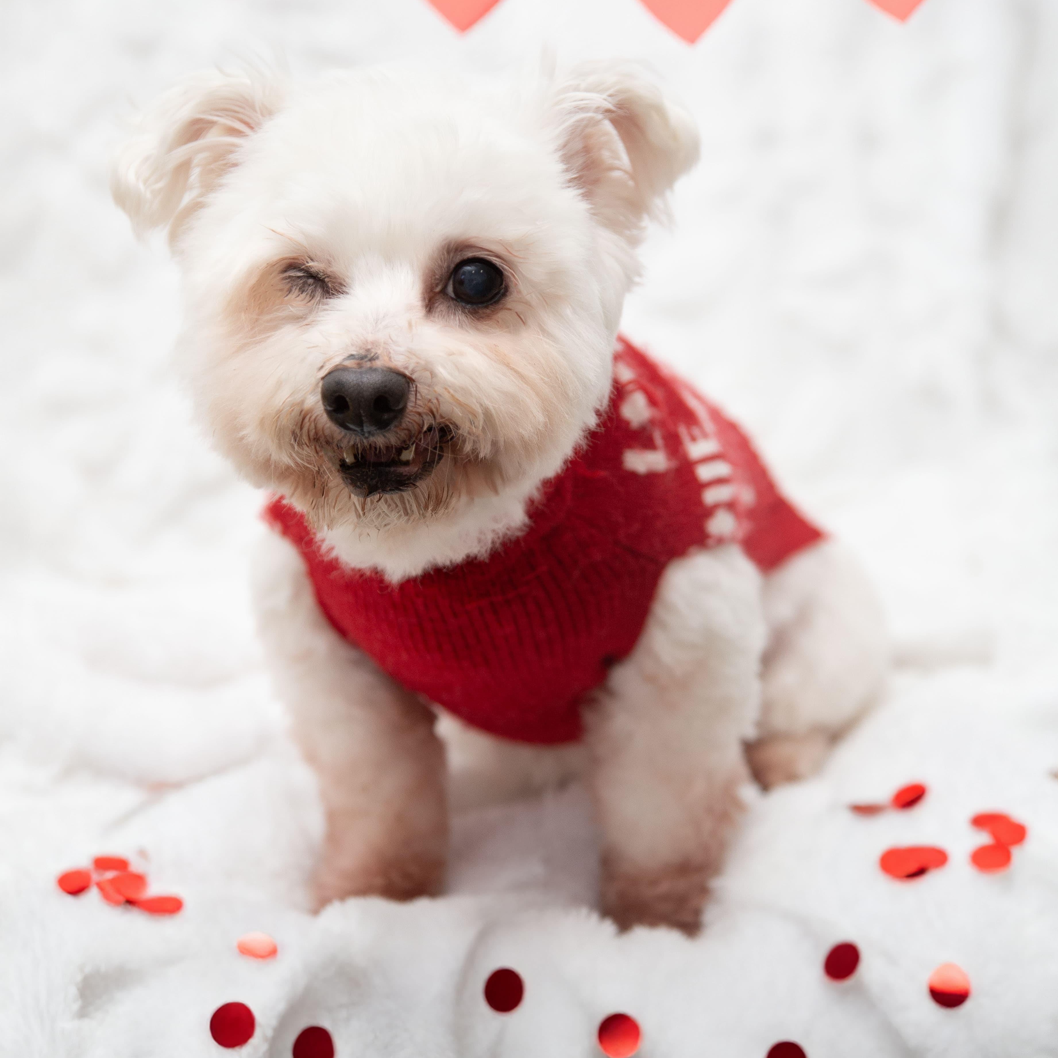 Toto, a ADOPTABLE mixed breed in Santa Monica, CA image 2/4