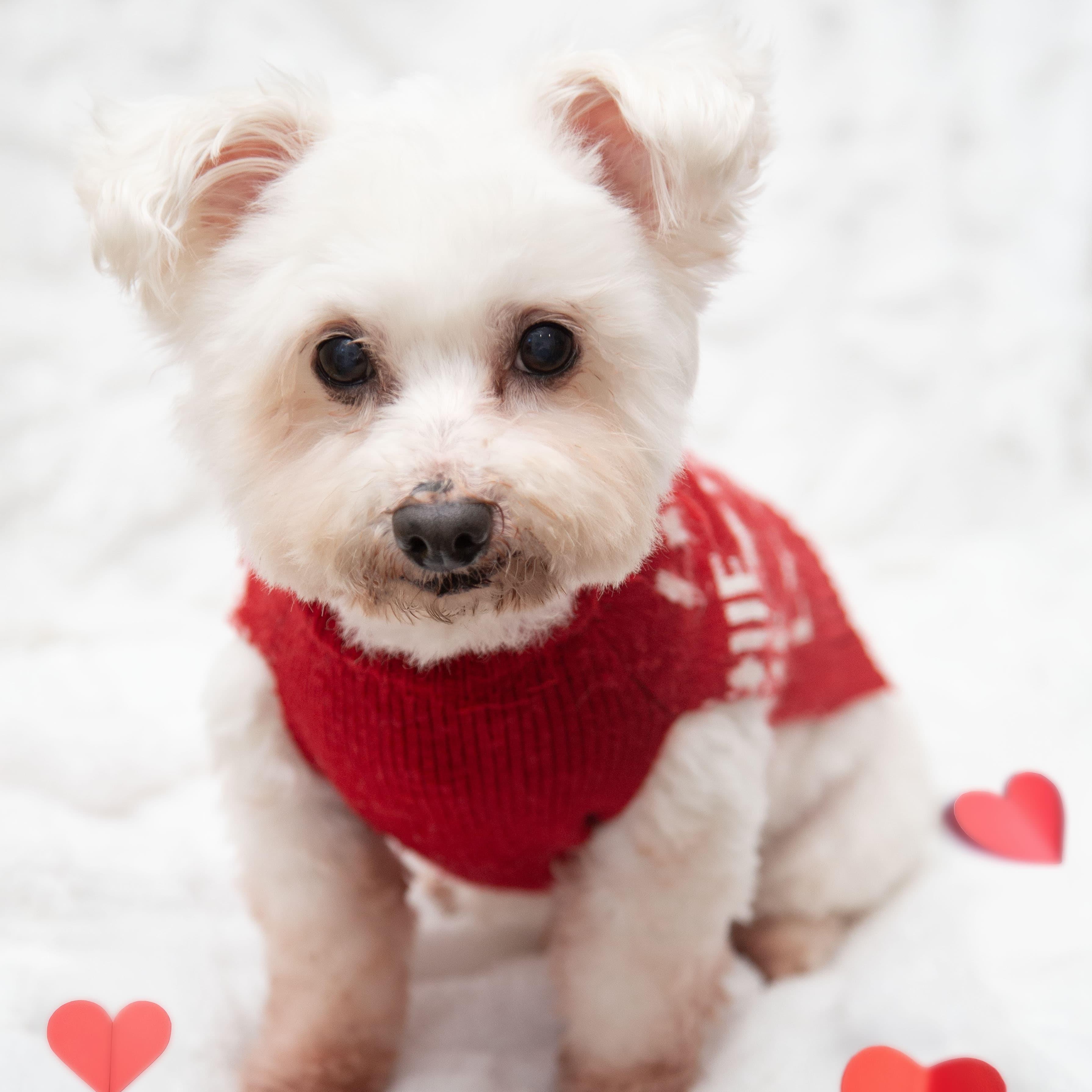 Toto, ADOPTABLE, Adult Male Poodle & Maltese.