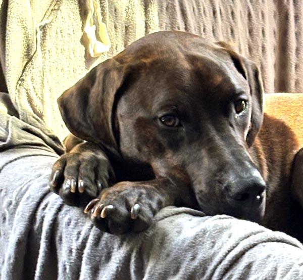 Rex, Adopted, Adult Male Hound.