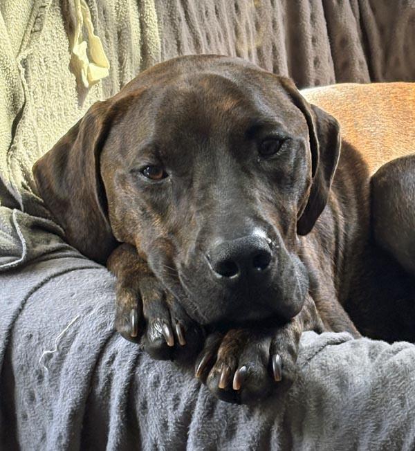 Rex, a Adopted mixed breed in Mansfield, MA image 2/3