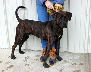 Rex, a Adopted mixed breed in Mansfield, MA image 3/3