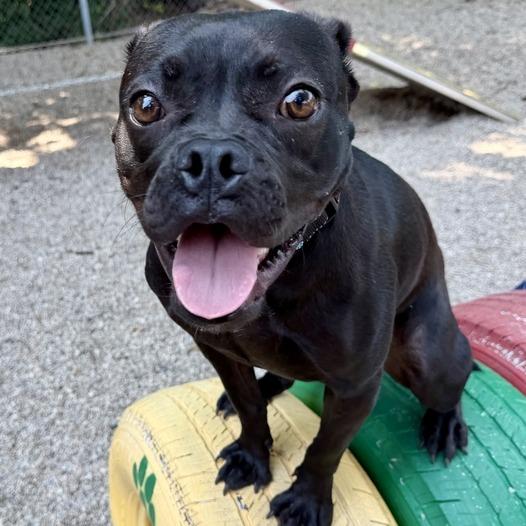 Toffee Teefer, a Adoptable Mixed Breed in Dayton, OH image 4/6
