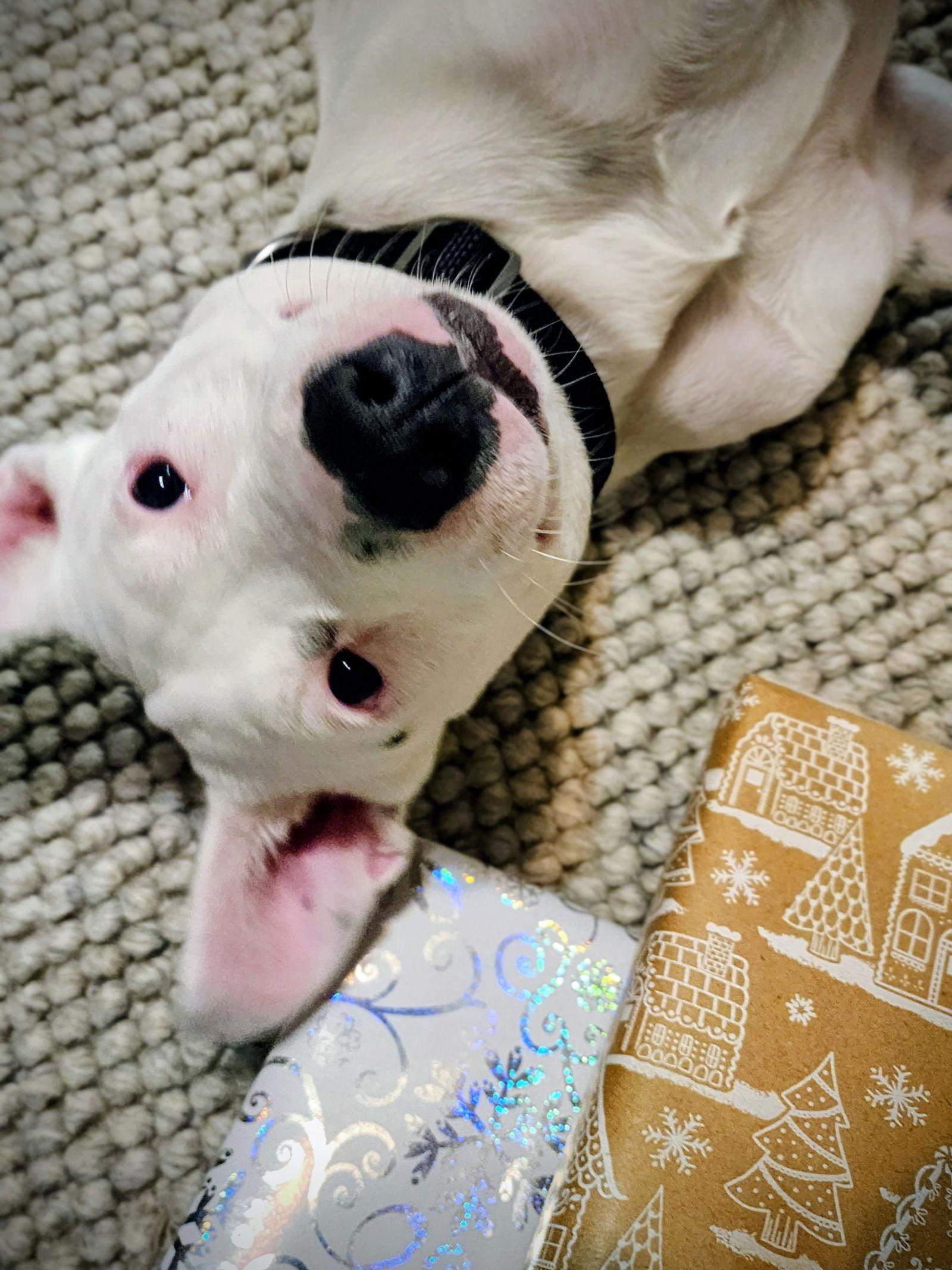 Enlarge Pearl, a Adoptable Staffordshire Bull Terrier in West Des Moines, IA image 1/3