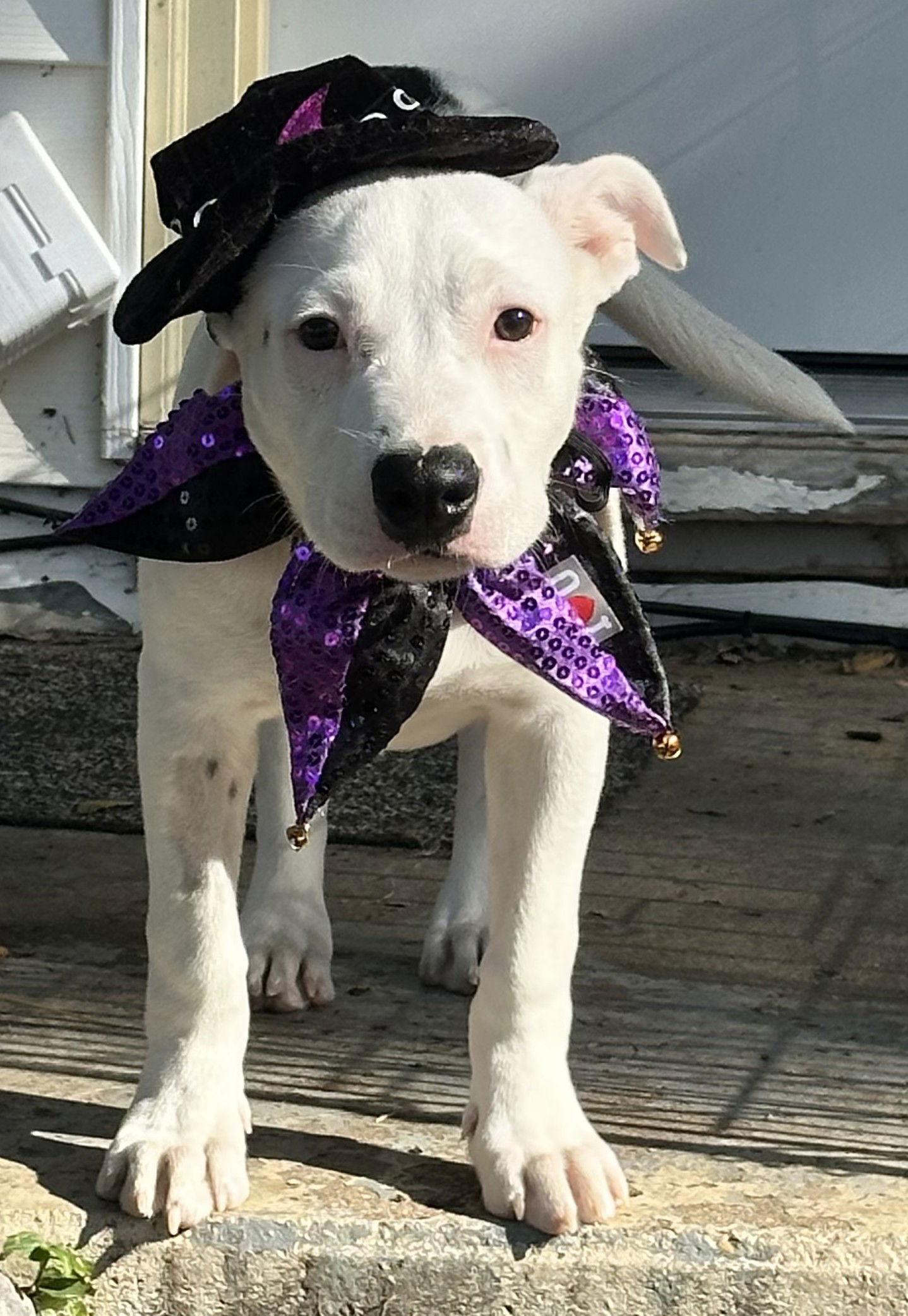 Enlarge Pearl, a Adoptable Staffordshire Bull Terrier in West Des Moines, IA image 1/3