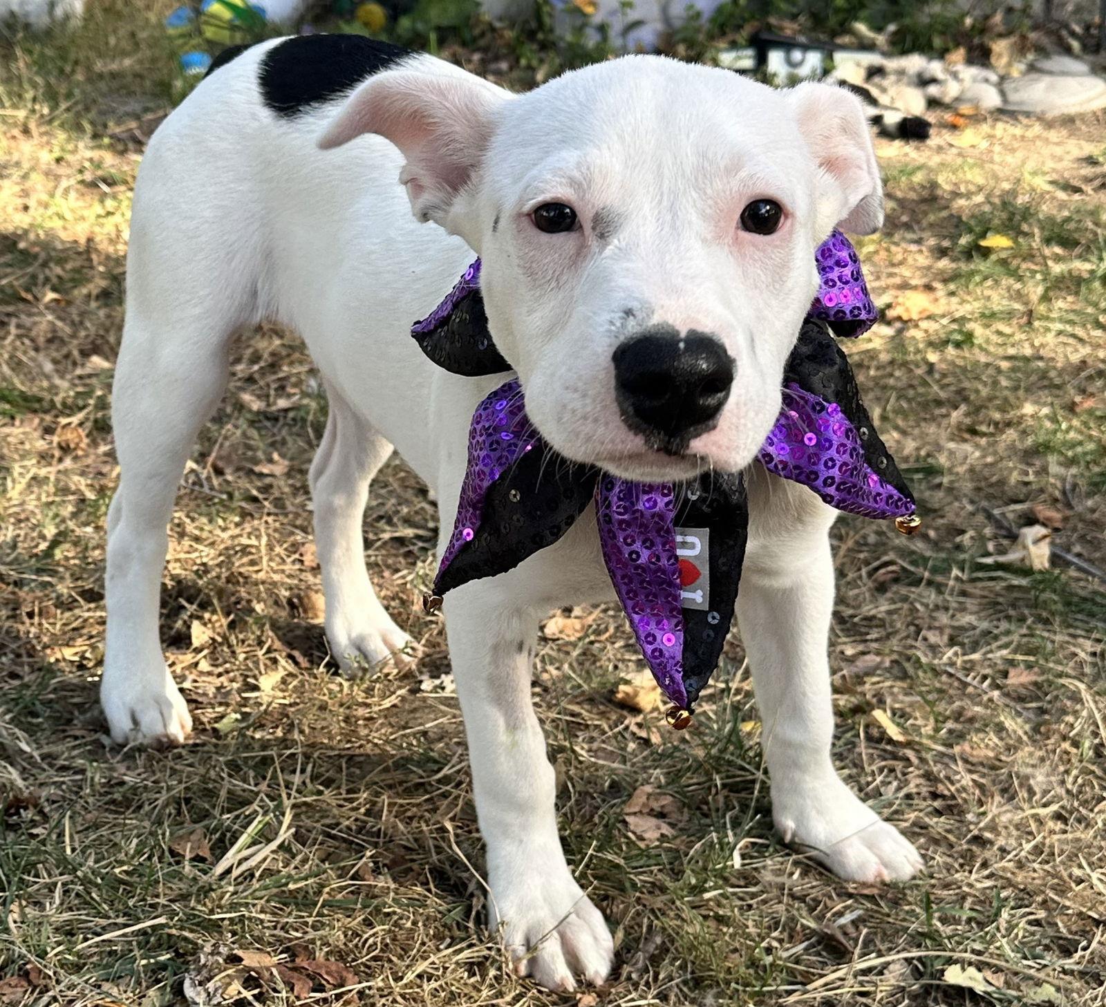 Enlarge Pearl, a Adoptable Staffordshire Bull Terrier in West Des Moines, IA image 2/3