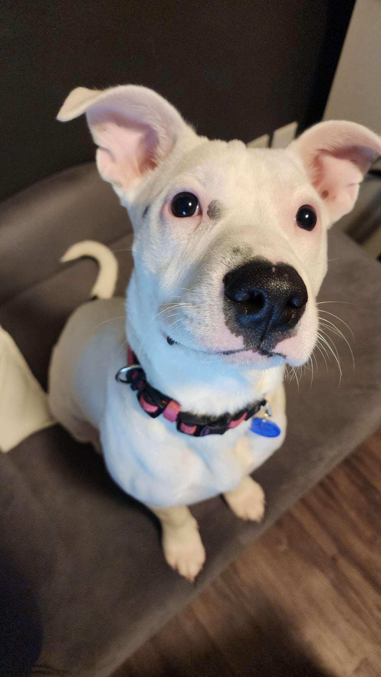 Enlarge Pearl, a Adoptable Staffordshire Bull Terrier in West Des Moines, IA image 2/3