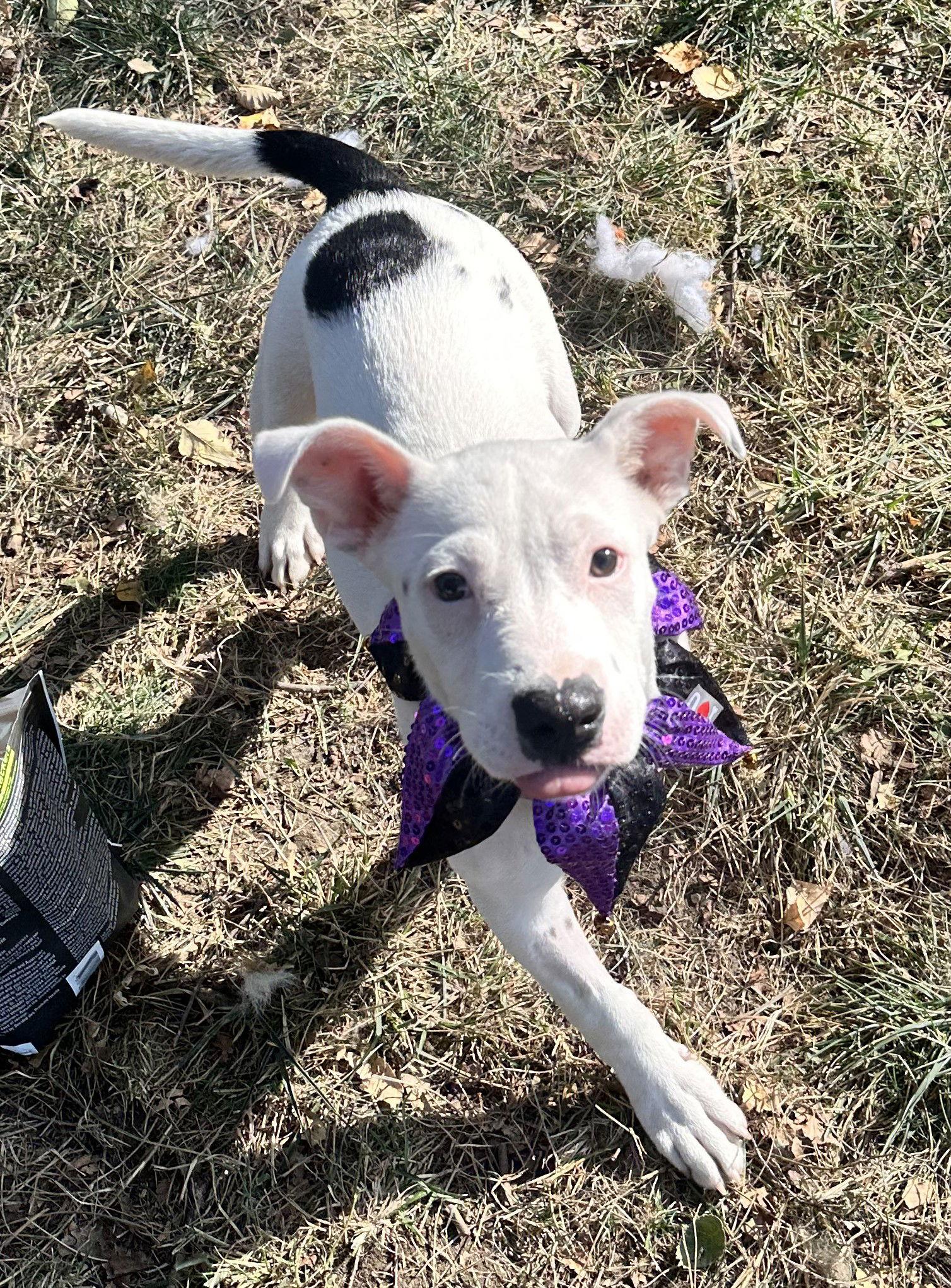 Enlarge Pearl, a Adoptable Staffordshire Bull Terrier in West Des Moines, IA image 3/3
