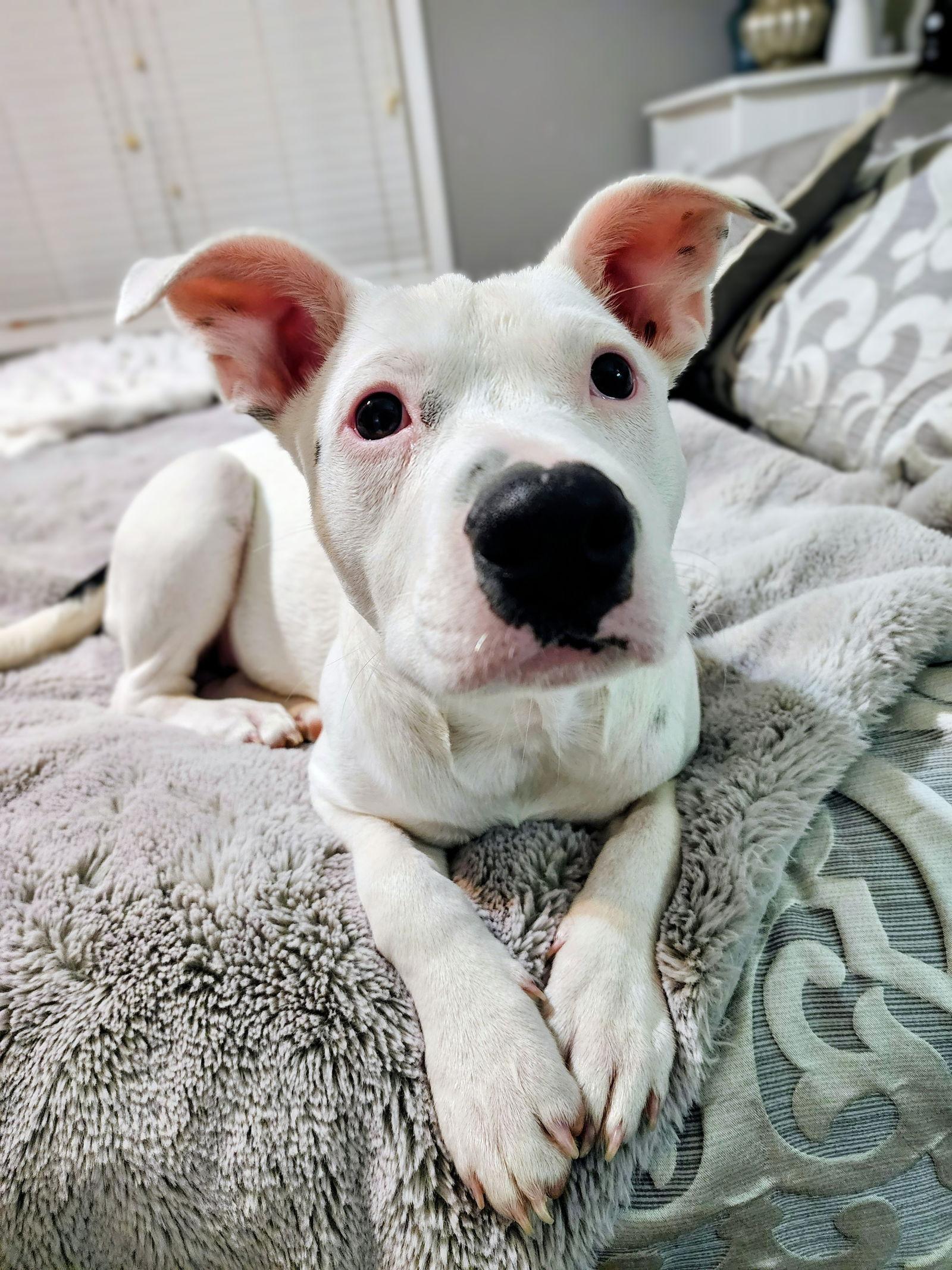 Enlarge Pearl, a Adoptable Staffordshire Bull Terrier in West Des Moines, IA image 3/3