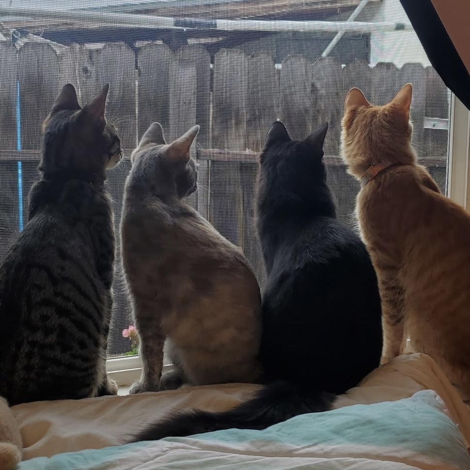 Enlarge Pantera, an adoptable Tabby in Huntington Beach, CA image 5/5