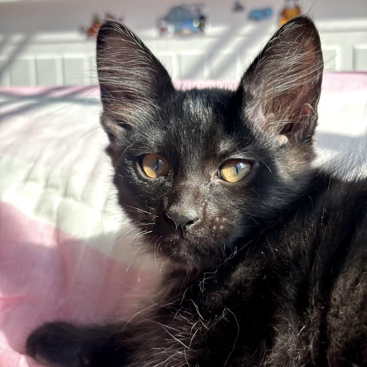 Pantera, adoptable, Kitten Male Tabby.