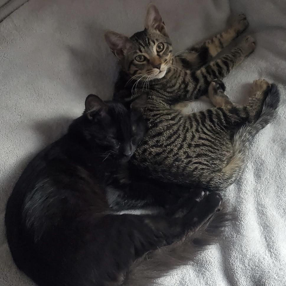 Enlarge Pantera, an adoptable Tabby in Huntington Beach, CA image 3/5