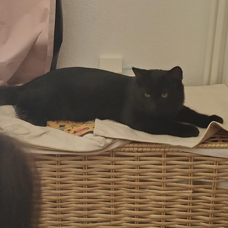 Enlarge Pantera, an adoptable Tabby in Huntington Beach, CA image 2/5