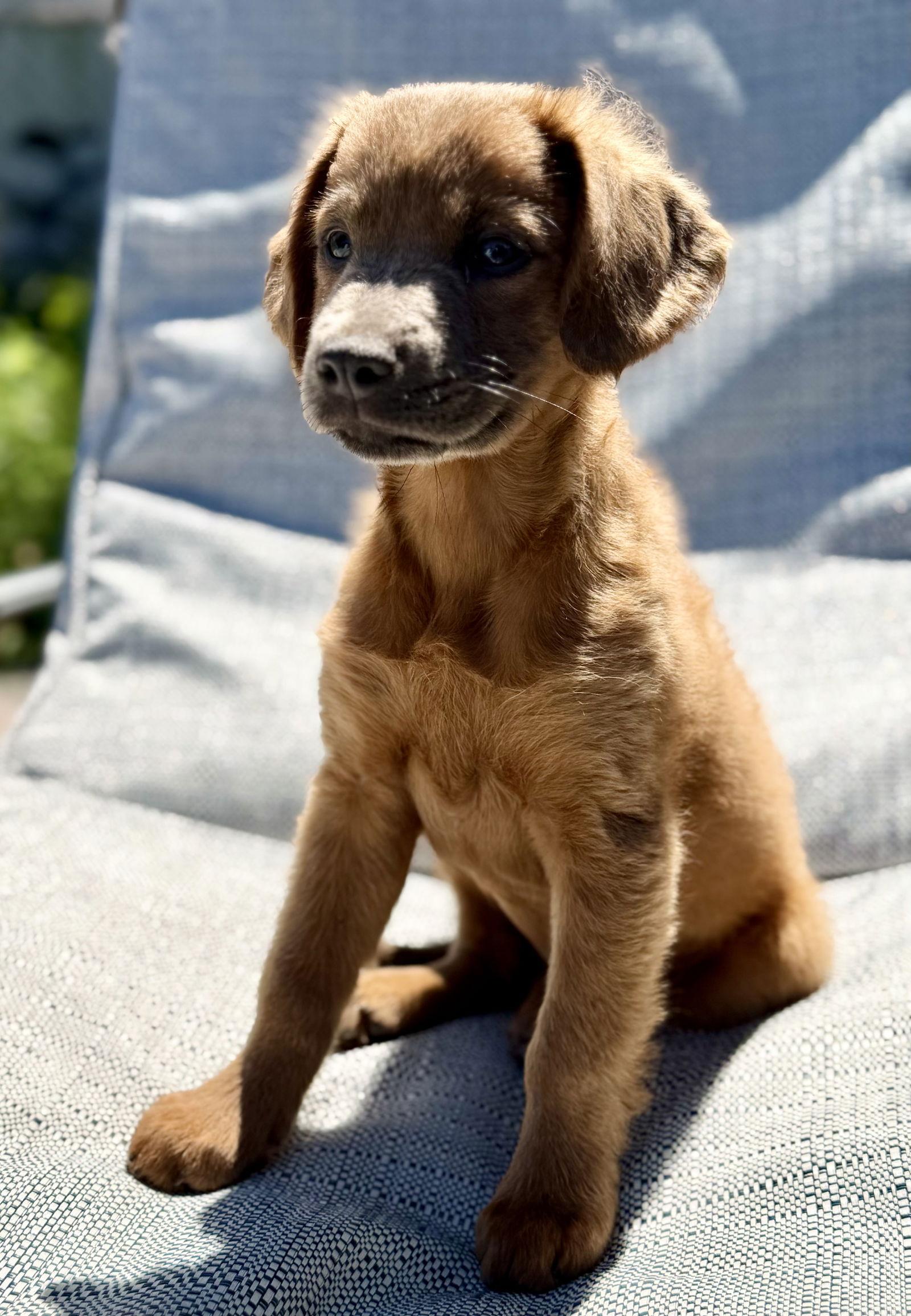 Enlarge Ash, a Adopted mixed breed in Royal Palm Beach, FL image 2/3