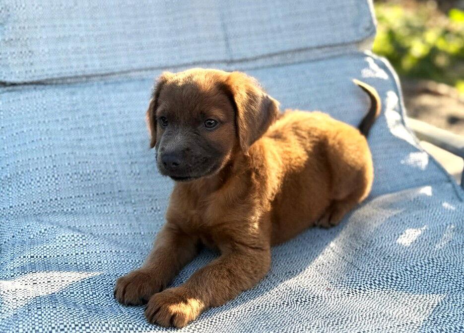 Enlarge Ash, a Adopted mixed breed in Royal Palm Beach, FL image 3/3