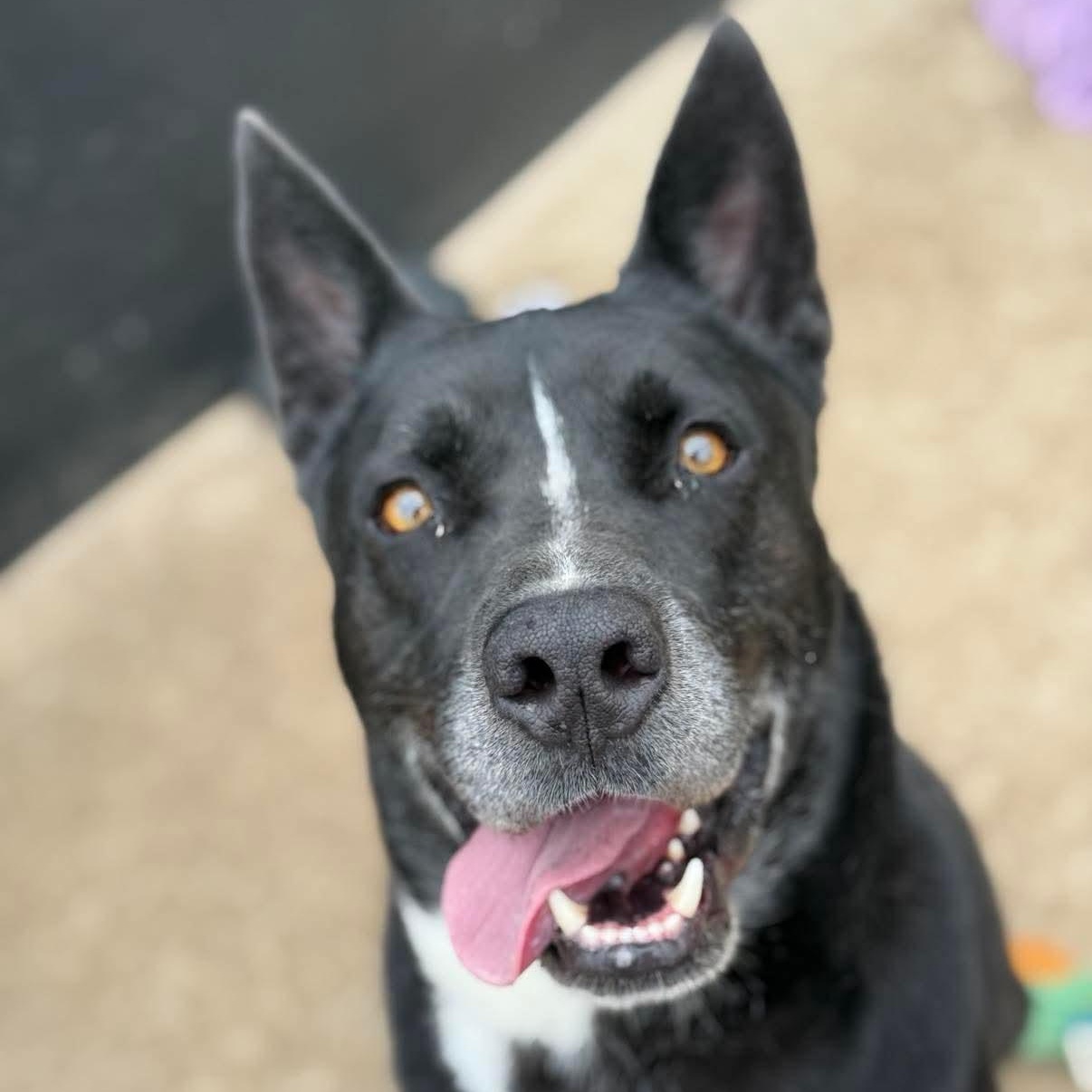 Enlarge *Huey, a Adoptable mixed breed in Justin, TX image 3/6