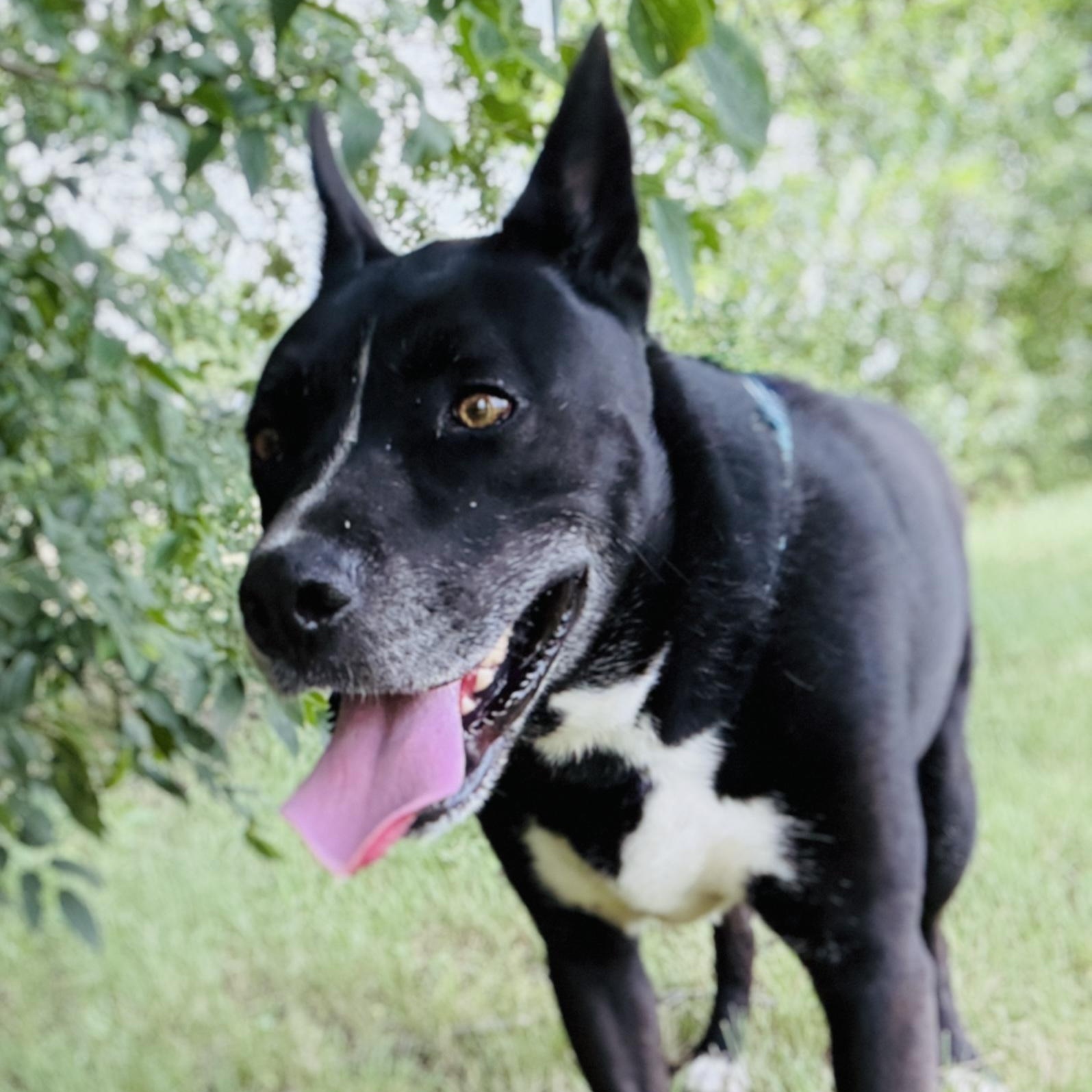 Enlarge *Huey, a Adoptable mixed breed in Justin, TX image 4/6