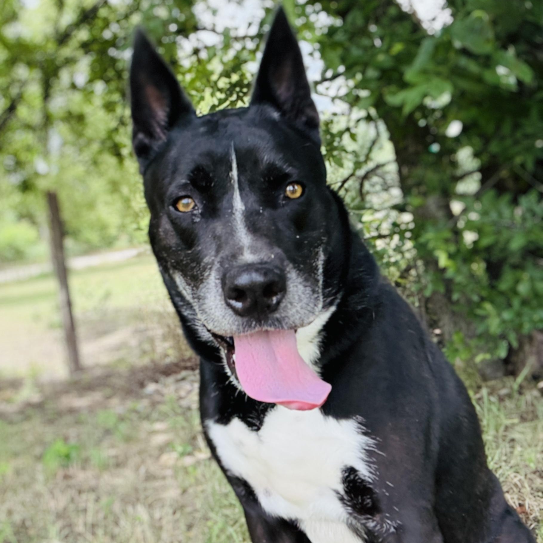Enlarge *Huey, a Adoptable mixed breed in Justin, TX image 2/6