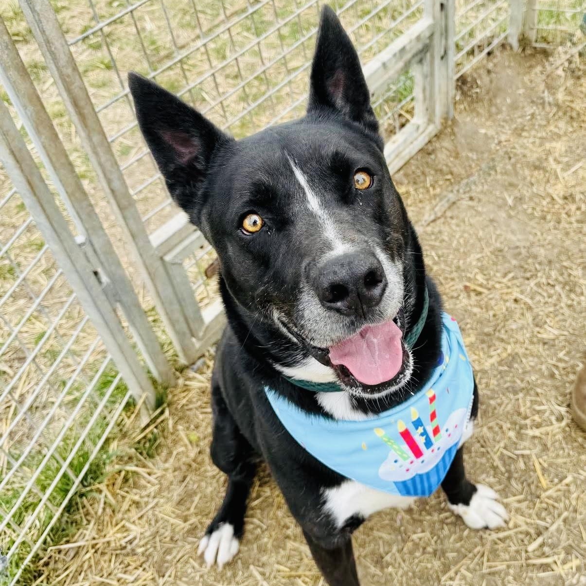 Enlarge *Huey, a Adoptable mixed breed in Justin, TX image 1/6