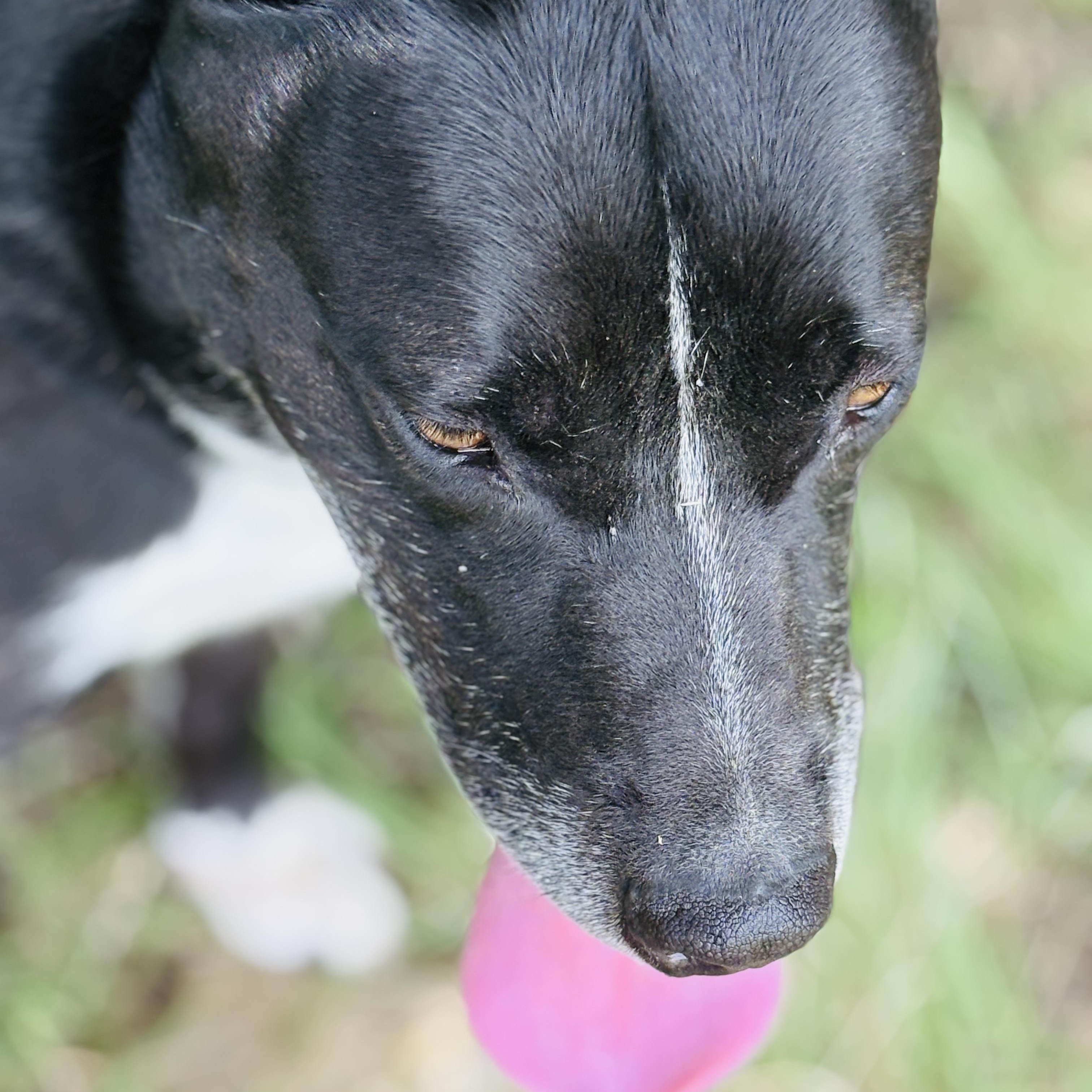 Enlarge *Huey, a Adoptable mixed breed in Justin, TX image 5/6