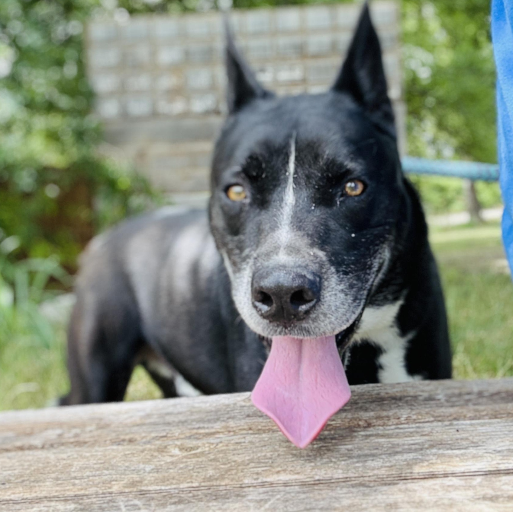 Enlarge *Huey, a Adoptable mixed breed in Justin, TX image 6/6