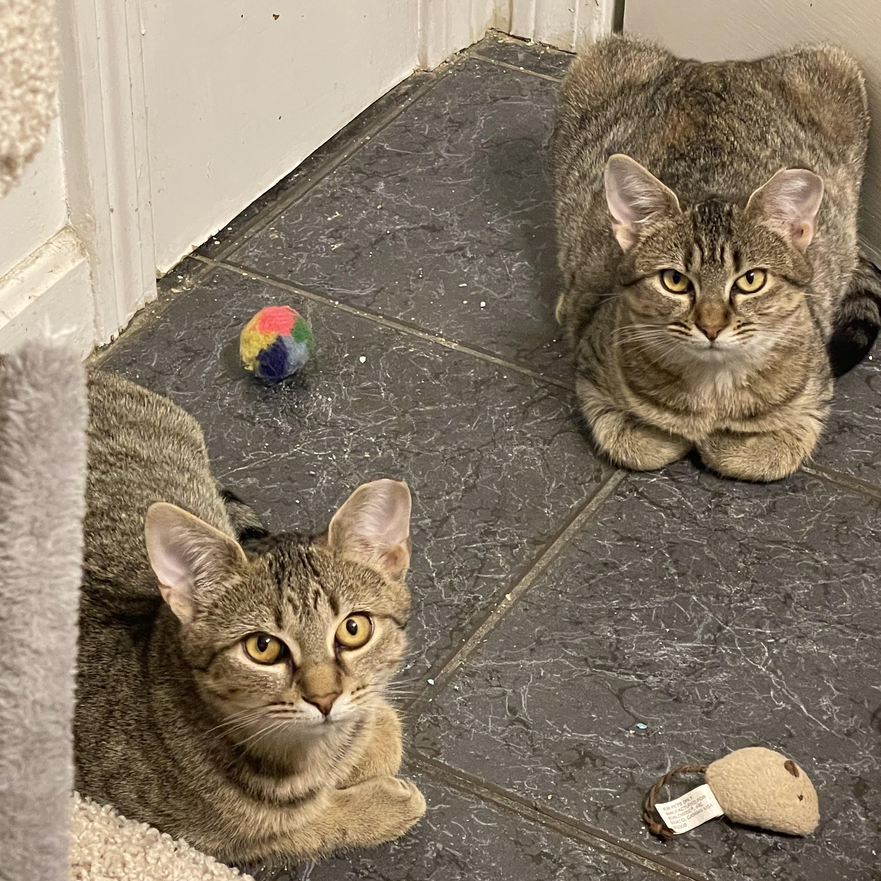 Enlarge Sun & Star - shy bonded siblings, an adoption pending Tabby in Manchester, NH image 2/6