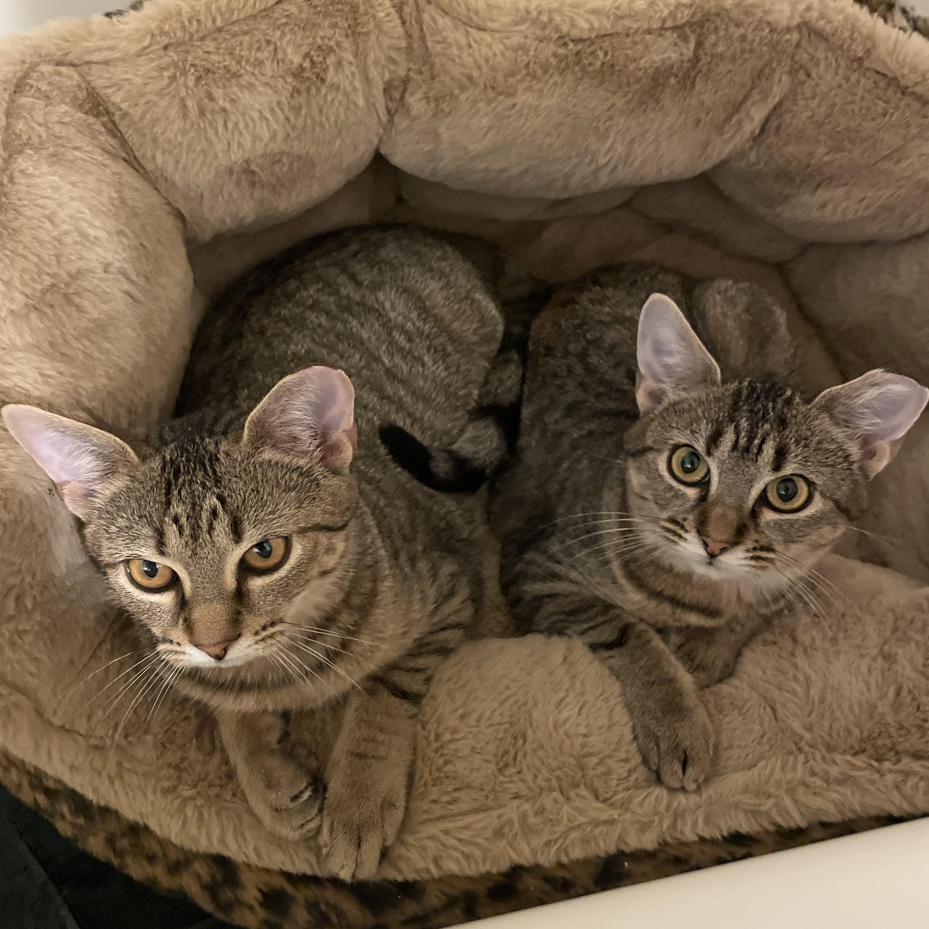 Enlarge Sun & Star - shy bonded siblings, an adoption pending Tabby in Manchester, NH image 4/6