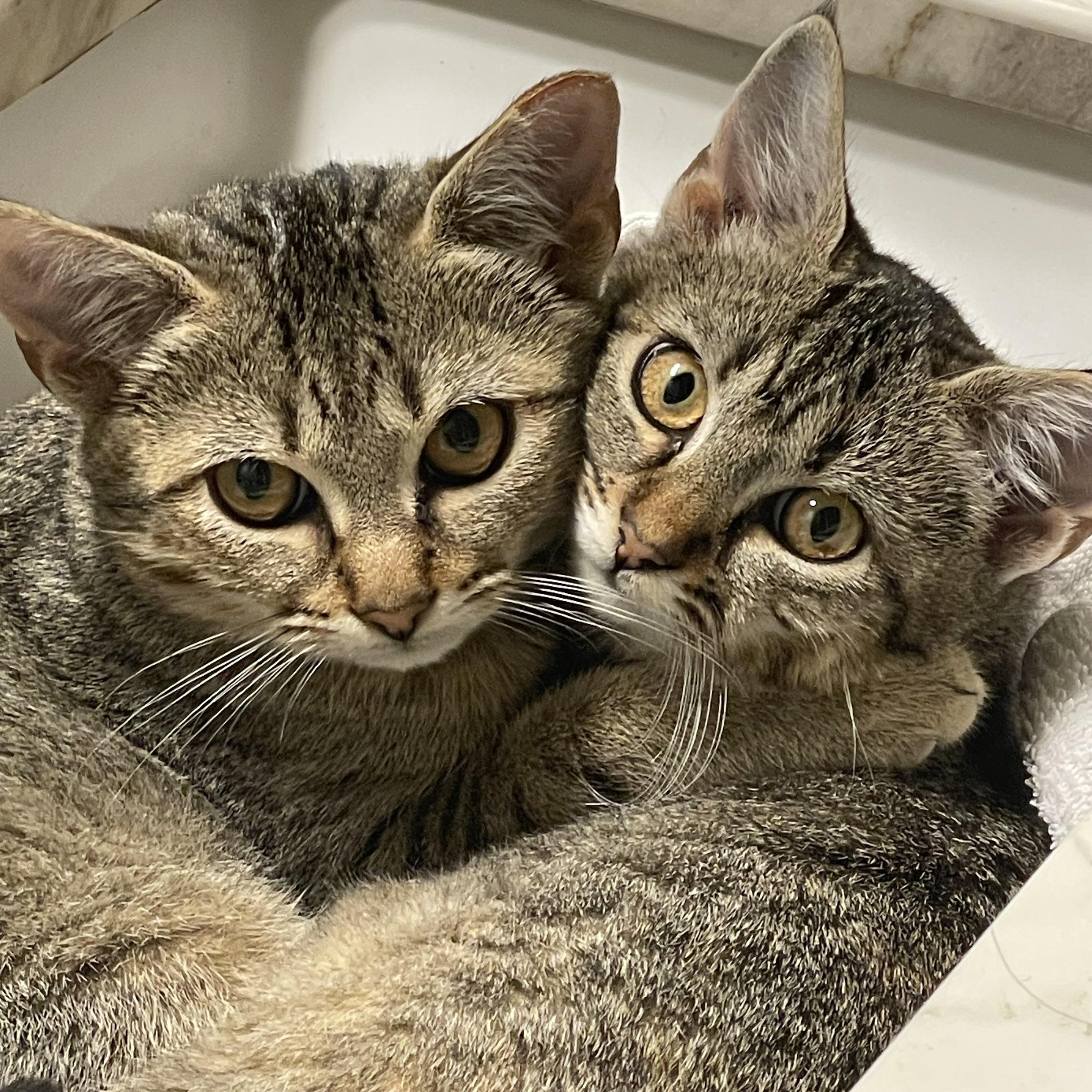 Enlarge Sun & Star - shy bonded siblings, an adoption pending Tabby in Manchester, NH image 5/6