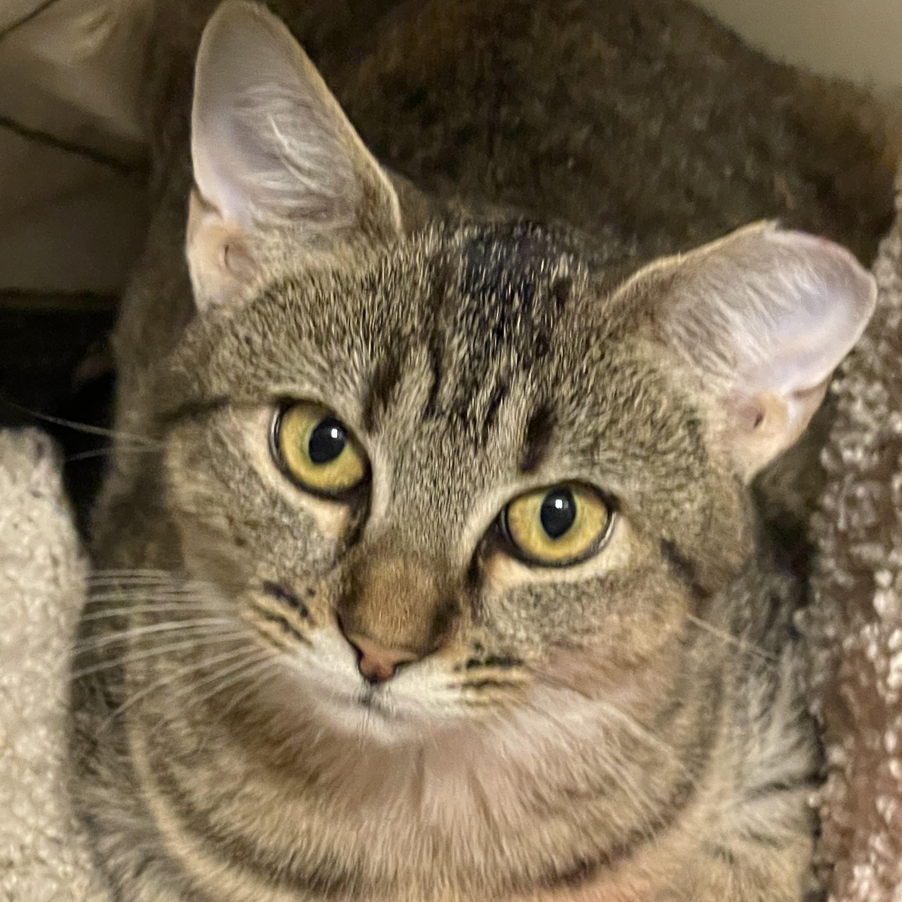 Enlarge Sun & Star - shy bonded siblings, an adoption pending Tabby in Manchester, NH image 1/6