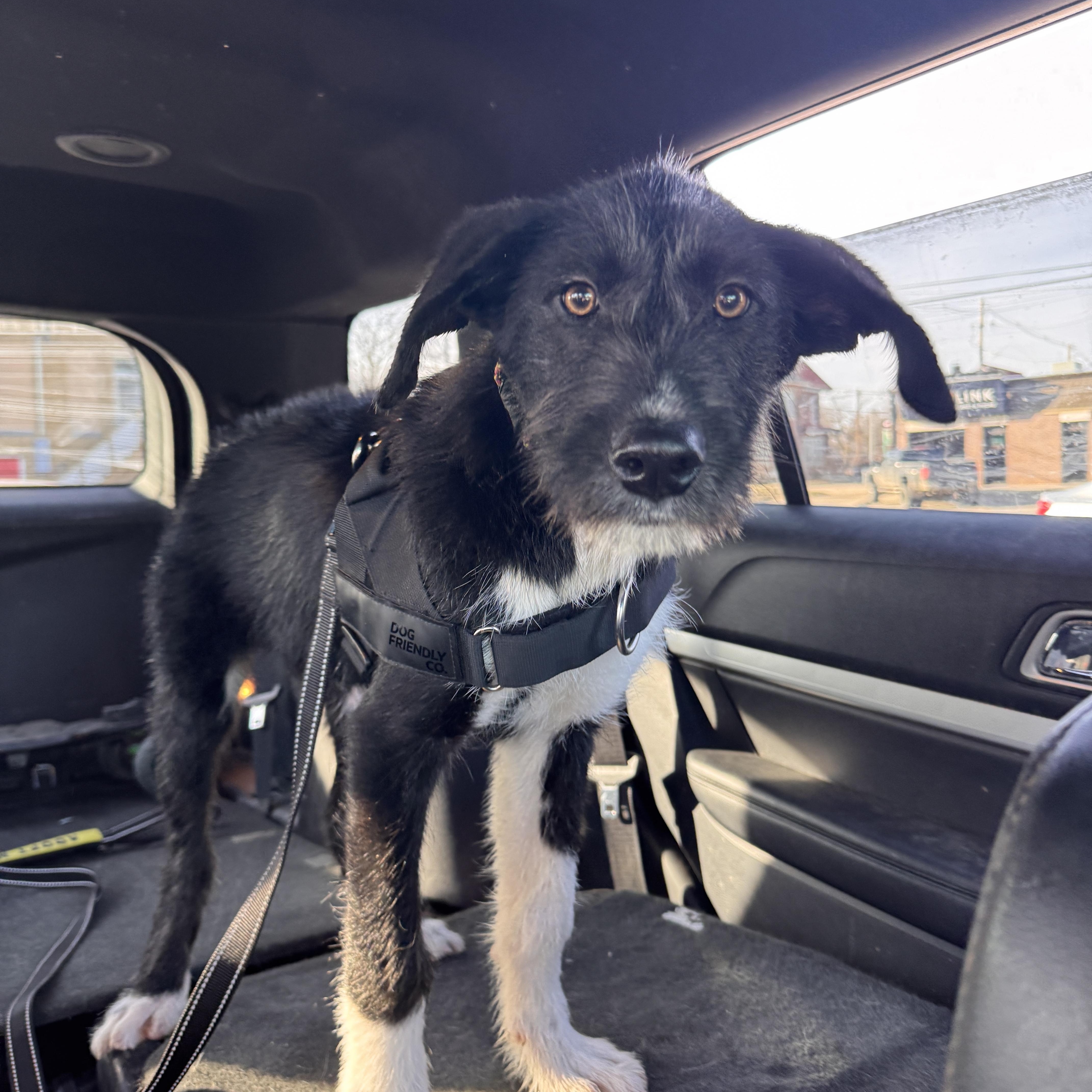 Enlarge Rufus, an adopted Irish Wolfhound in Seward, NE image 2/2