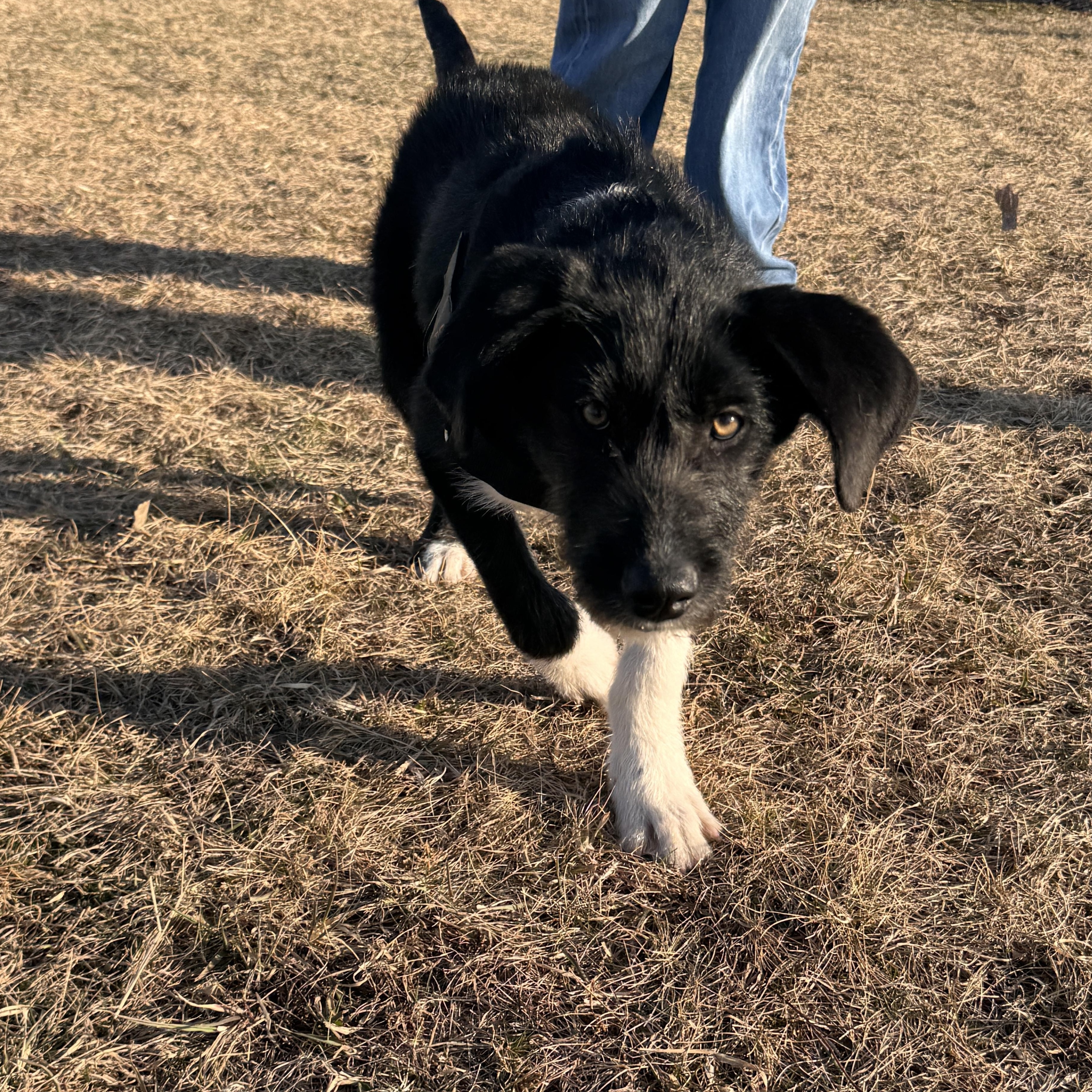Rufus, adopted, Puppy Male Irish Wolfhound.