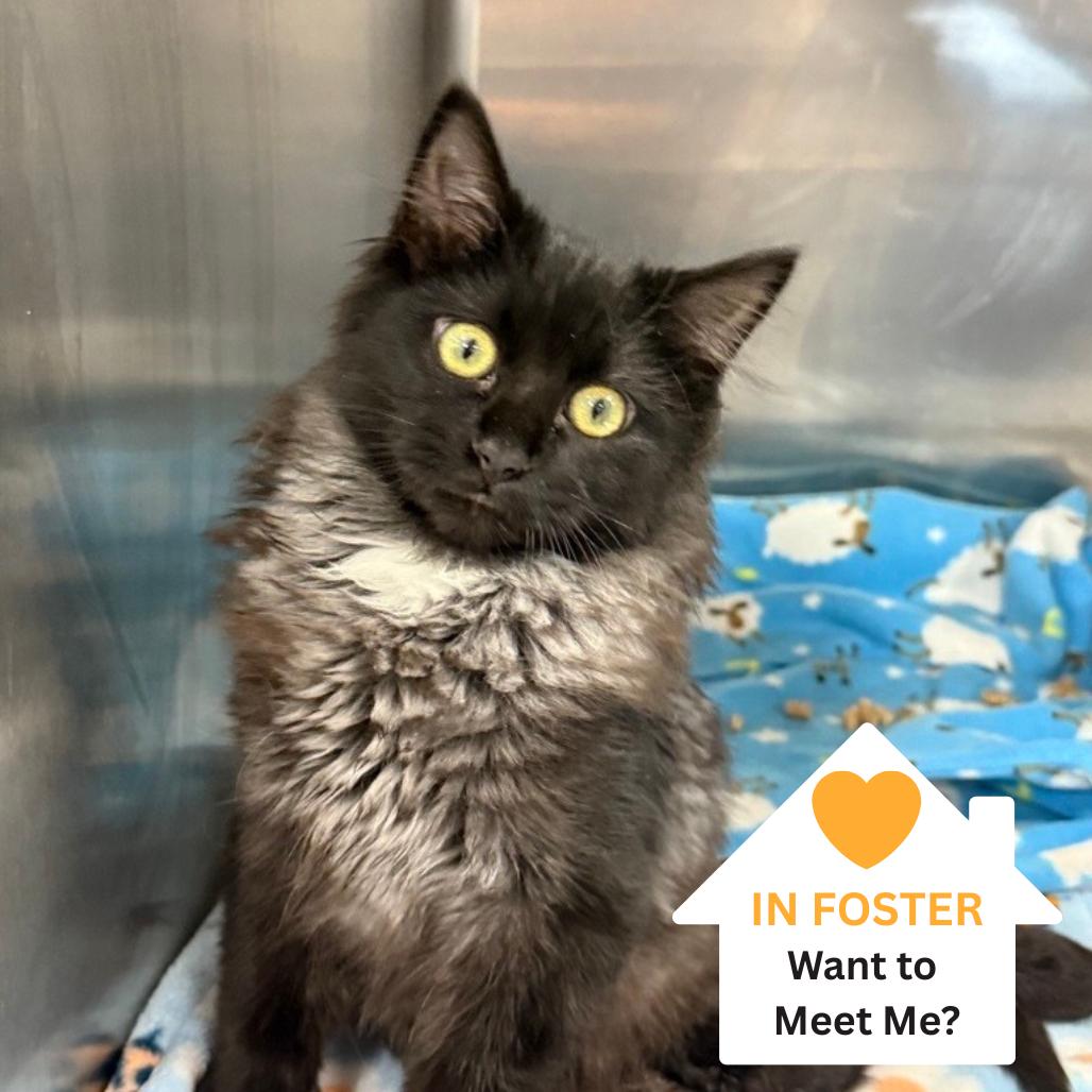 Omelette, Adoptable, Young Male Domestic Medium Hair.